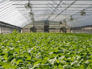Land en tuinbouw sector